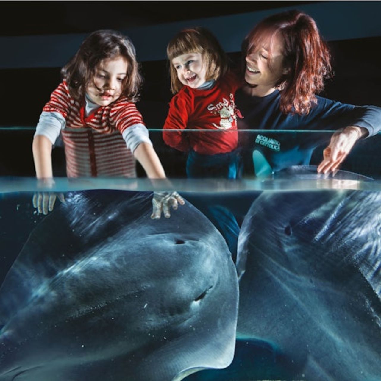 Acquario di Cattolica: Biglietto con accesso rapido — 3