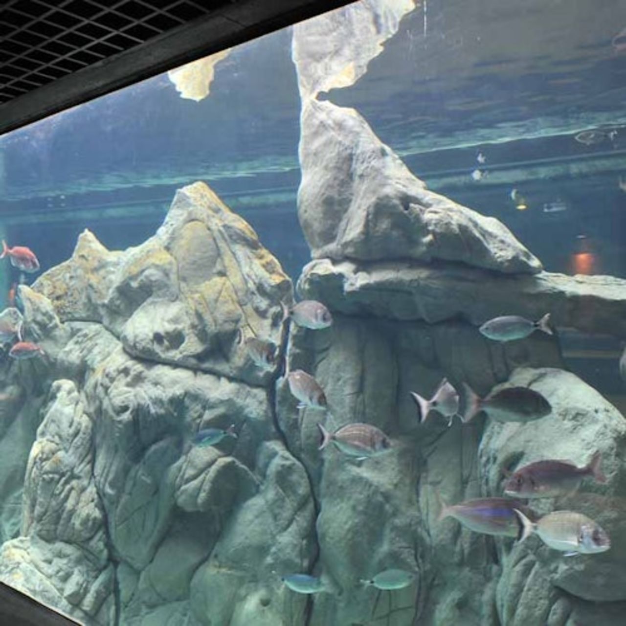 Acquario di Livorno: Biglietto d'ingresso — 3