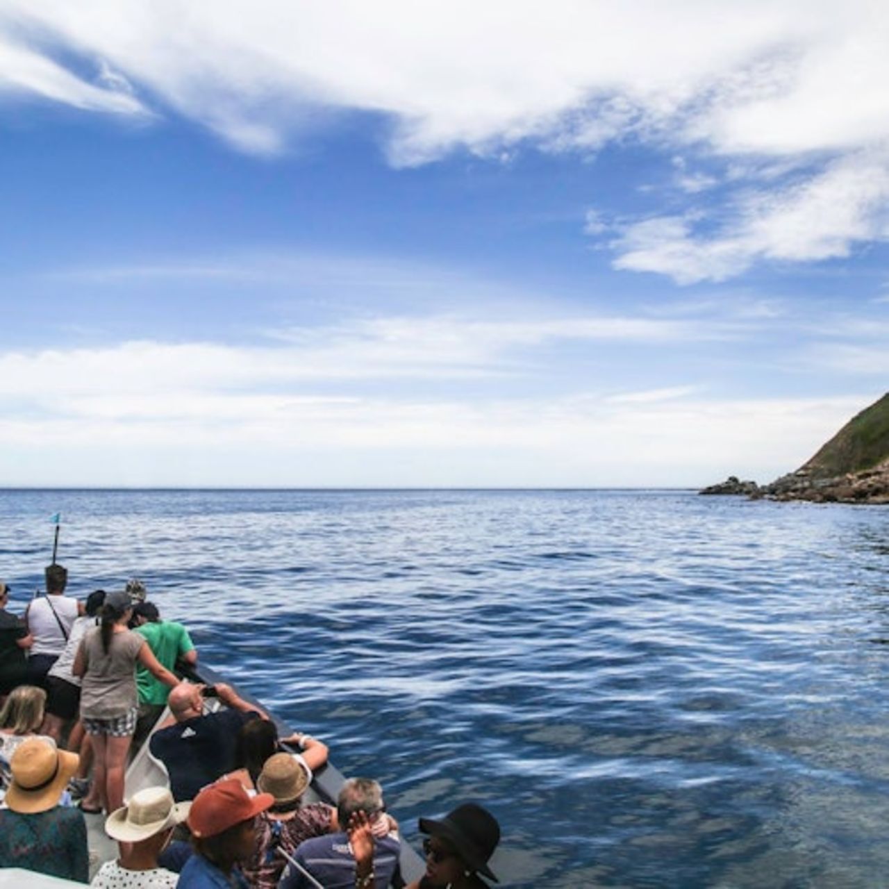 Isola di Duiker: Crociera con vista sulle foche