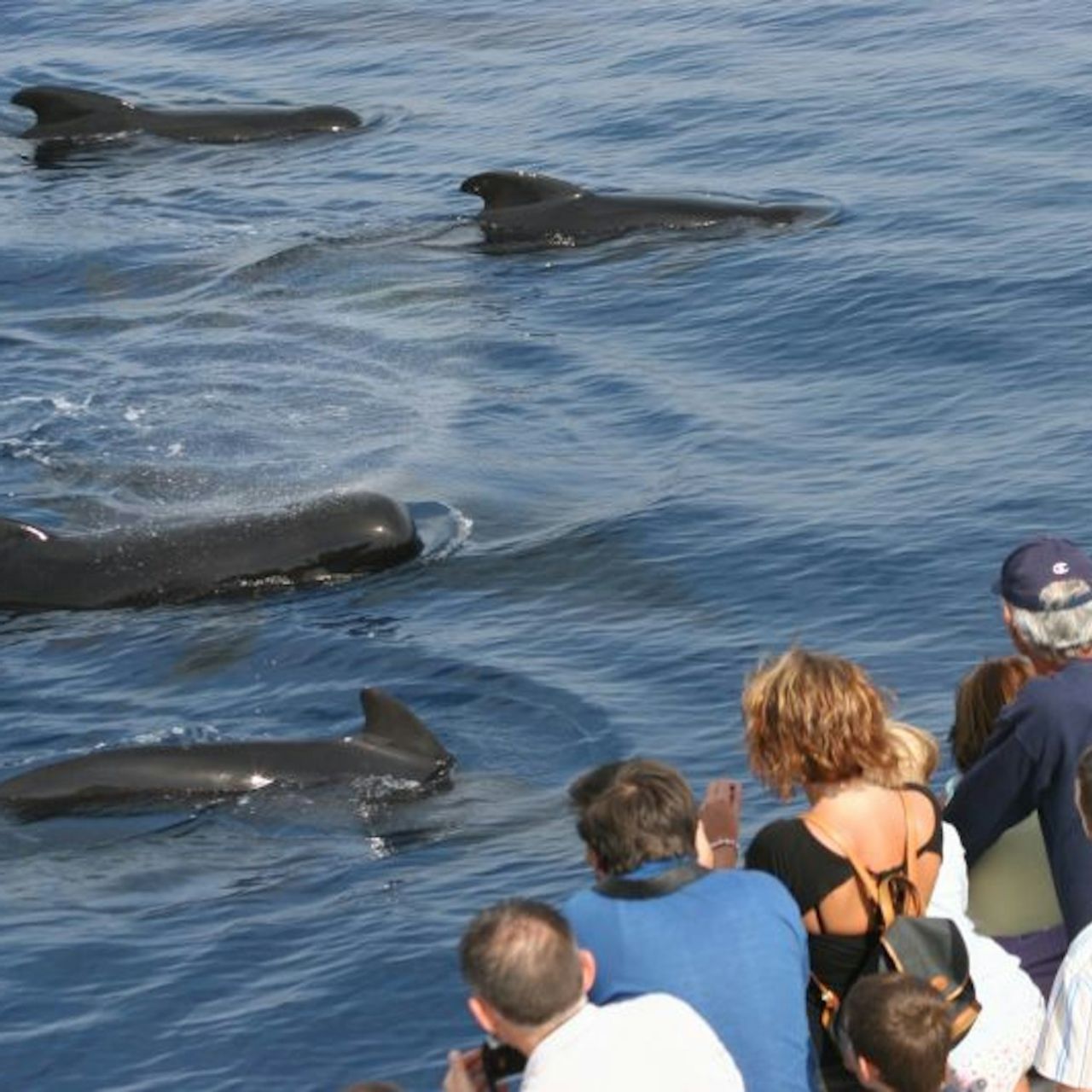 Acquario di Genova e crociera con osservazione delle balene — 5