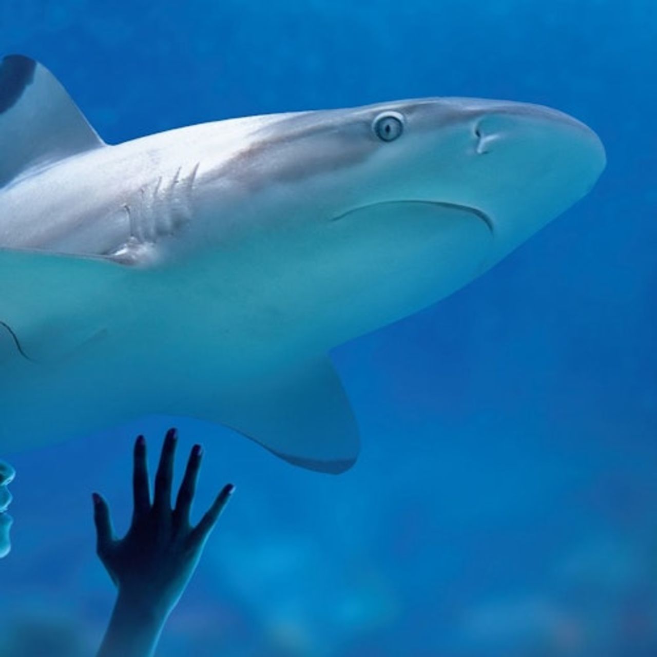 SEA LIFE di Monaco di Baviera: Biglietto d'ingresso — 8