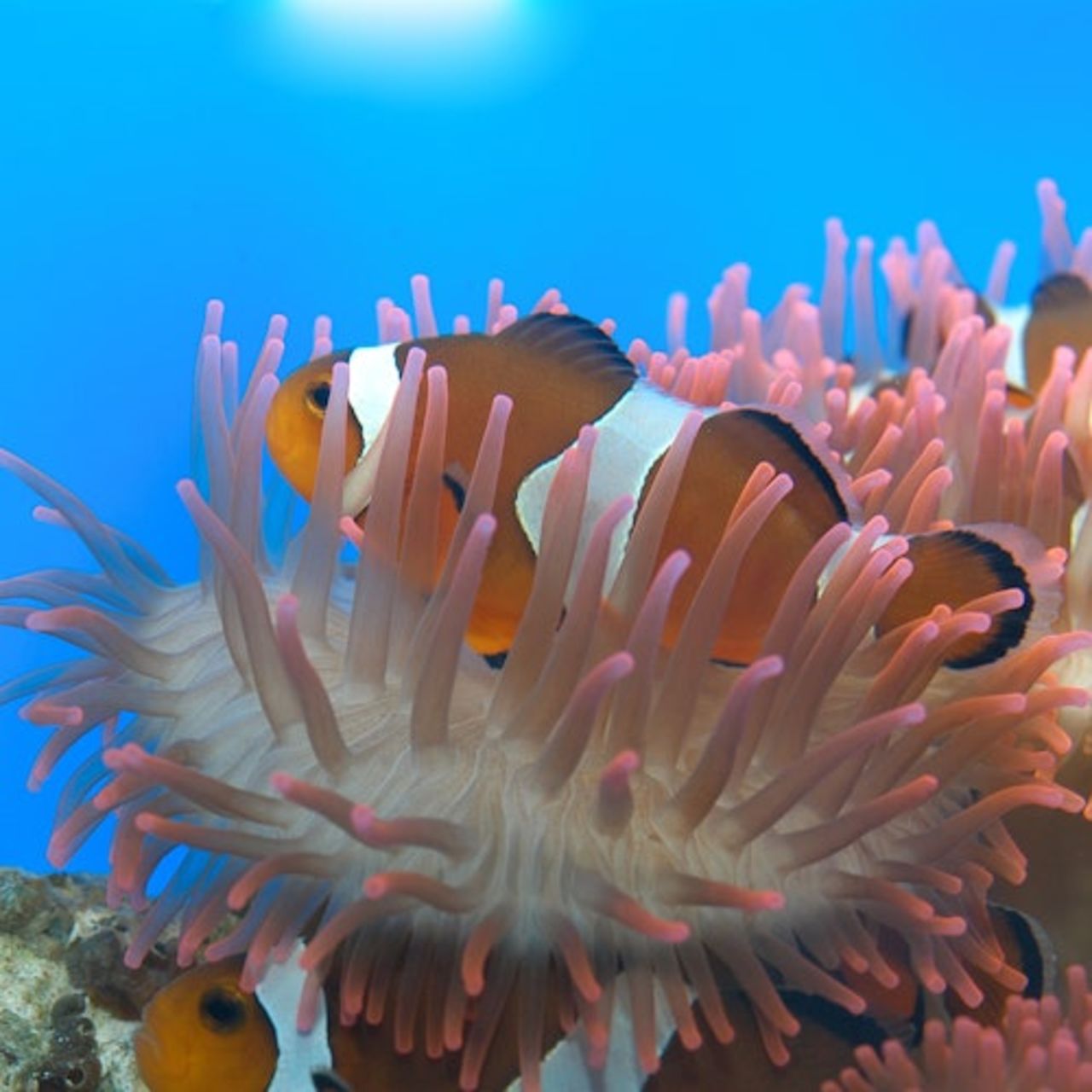 Acquario di Genova e Città dei bambini e dei ragazzi: Biglietto d'ingresso — 6