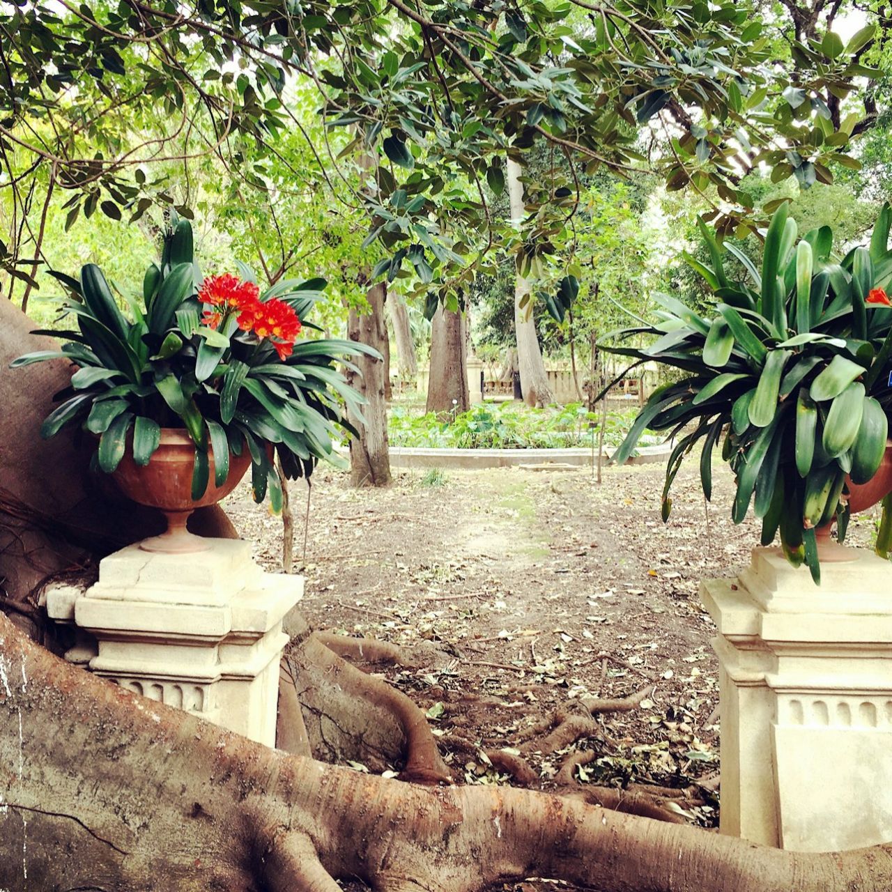 Orto Botanico di Palermo: Biglietto d'ingresso — 3