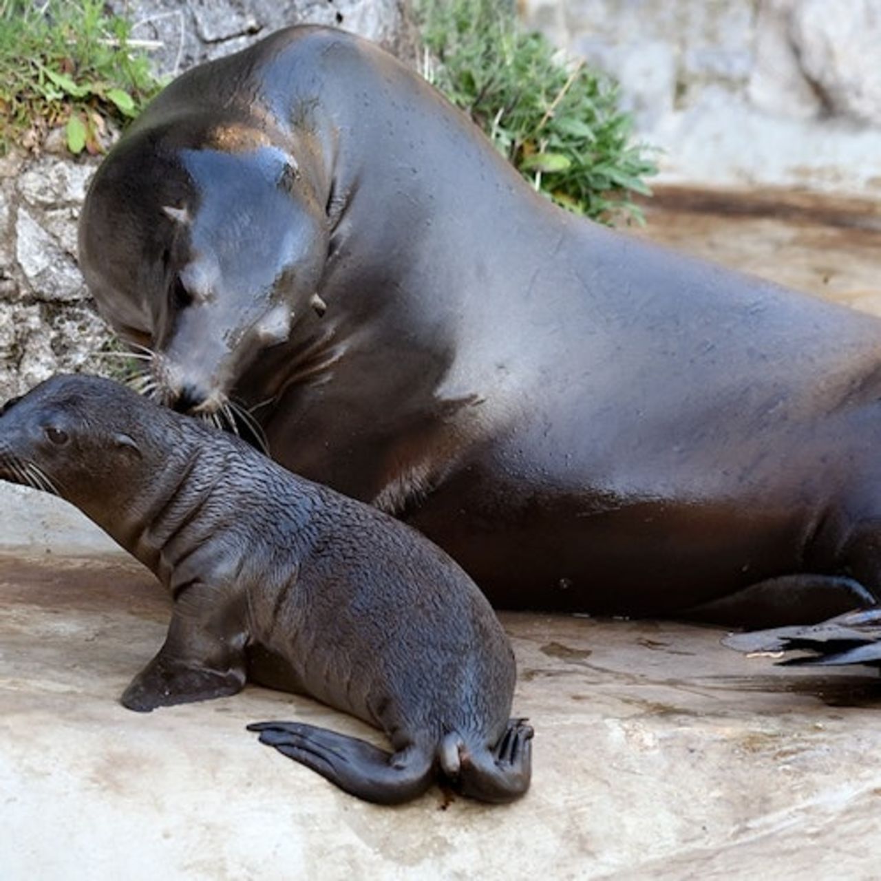 Zoo e acquario di Colonia: Biglietto d'ingresso — 8