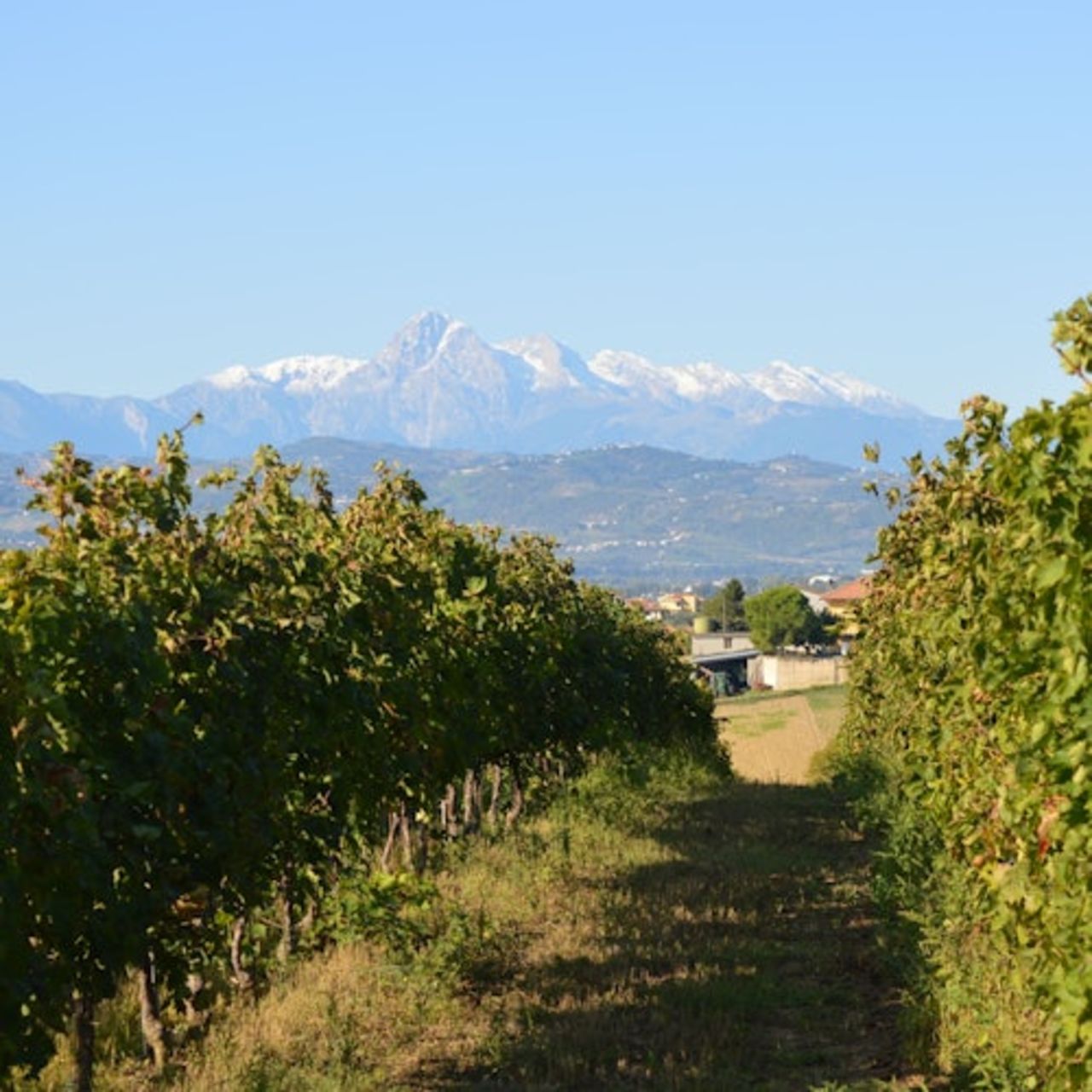 Tour delle cantine storiche d'Abruzzo e degustazione