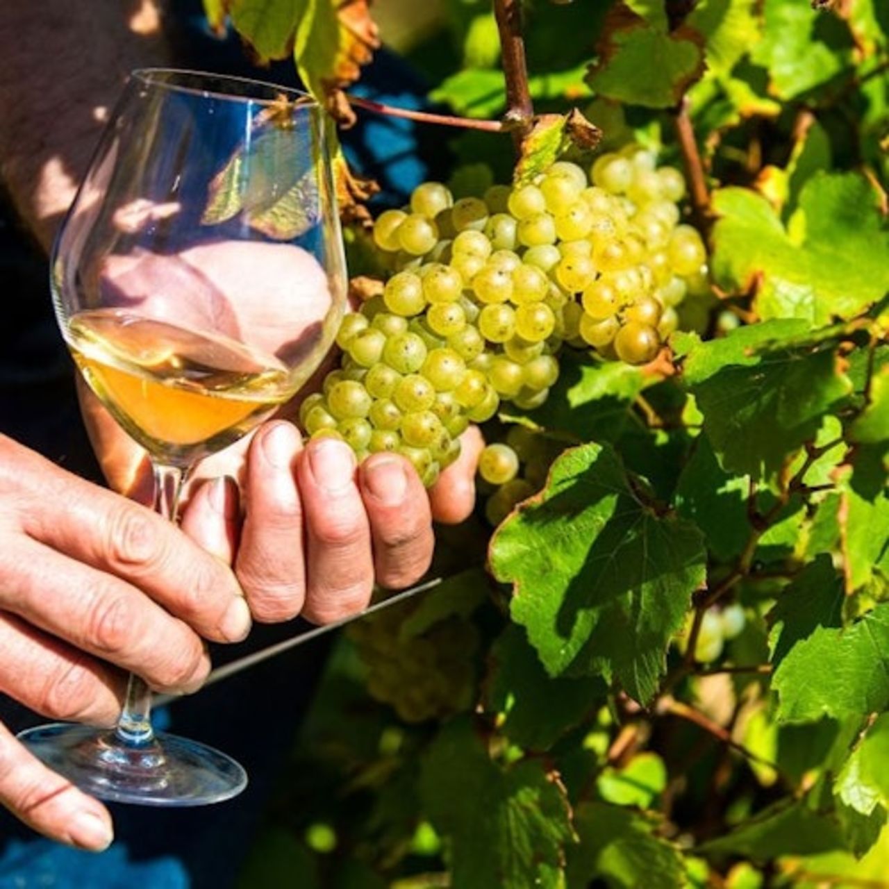 Costa Azzurra: Nizza, cascata delle Gorges du Loup + tour di un giorno con degustazione di vino — 2