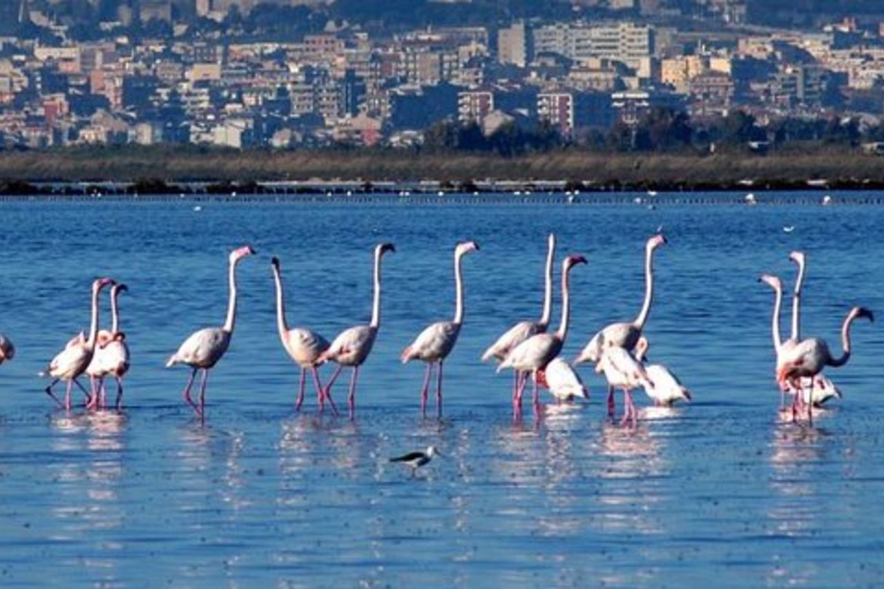 Giro turistico in Segway per l'osservazione dei fenicotteri