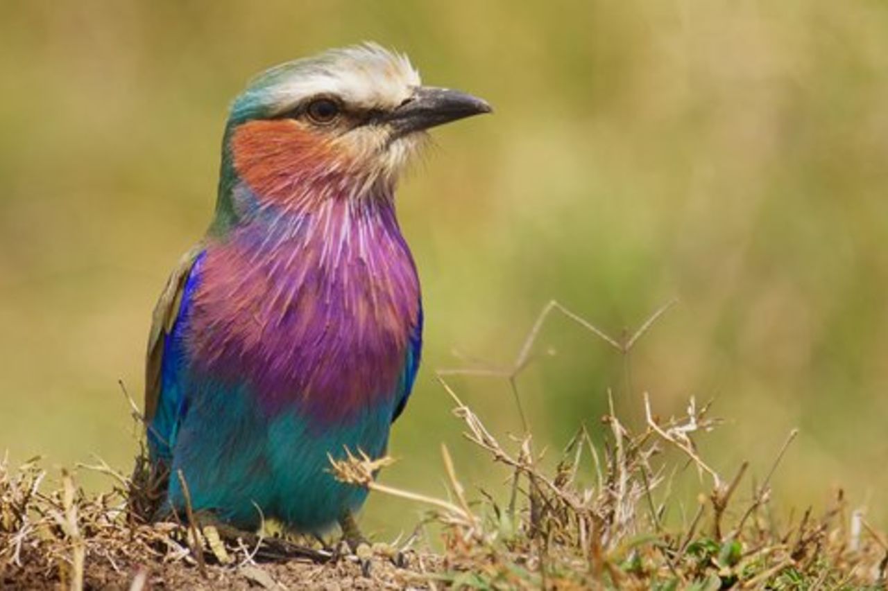 Safari privato del Parco Nazionale di Arusha