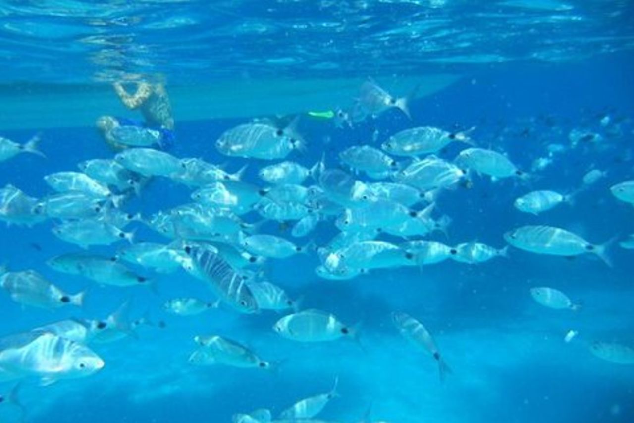 Snorkeling area marina protetta Tavolara