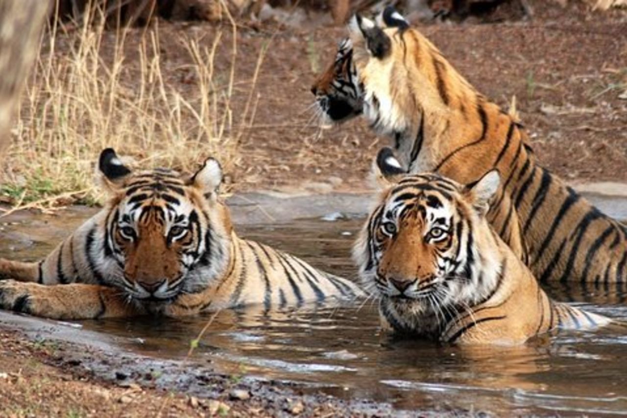 Tour privato del Triangolo d'Oro di 8 giorni con un safari nella fauna selvatica di Ranthambore