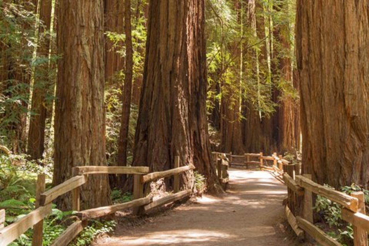 Tour per piccoli gruppi di Muir Woods e Sausalito