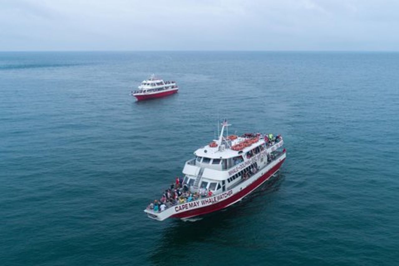 Osservazione dei delfini intorno a Cape May