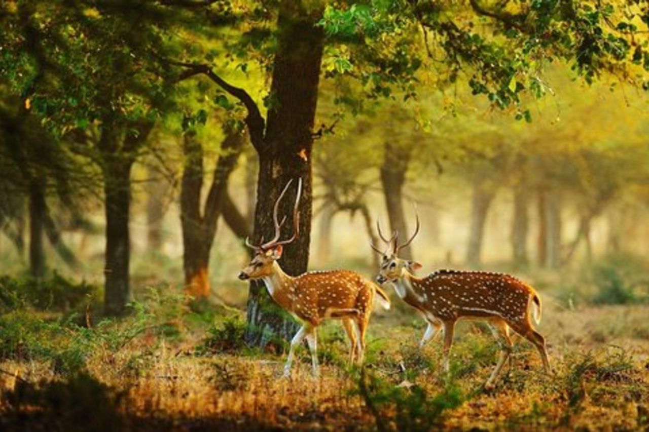 Safari di un'intera giornata al parco nazionale di Wilpaththu (tutto compreso)