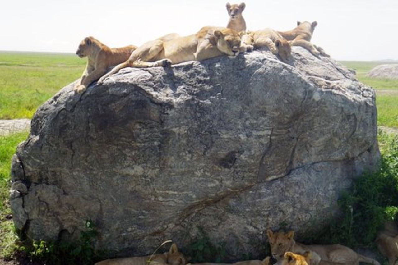 Tanzania safari con guida in italiano, la grande Migrazione del Serengeti