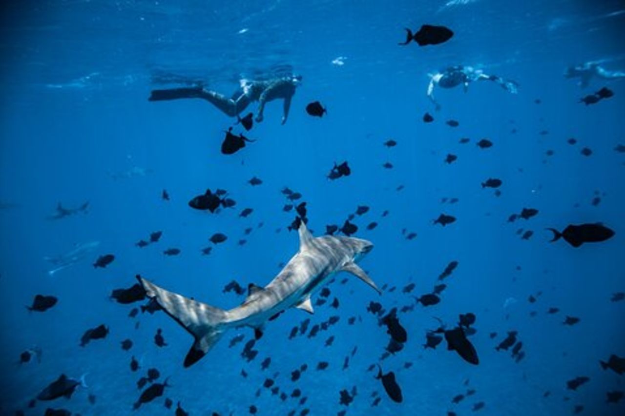 Un'intera giornata in crociera presso la Laguna di Bora Bora che include lo snorkeling con gli squali e le razze