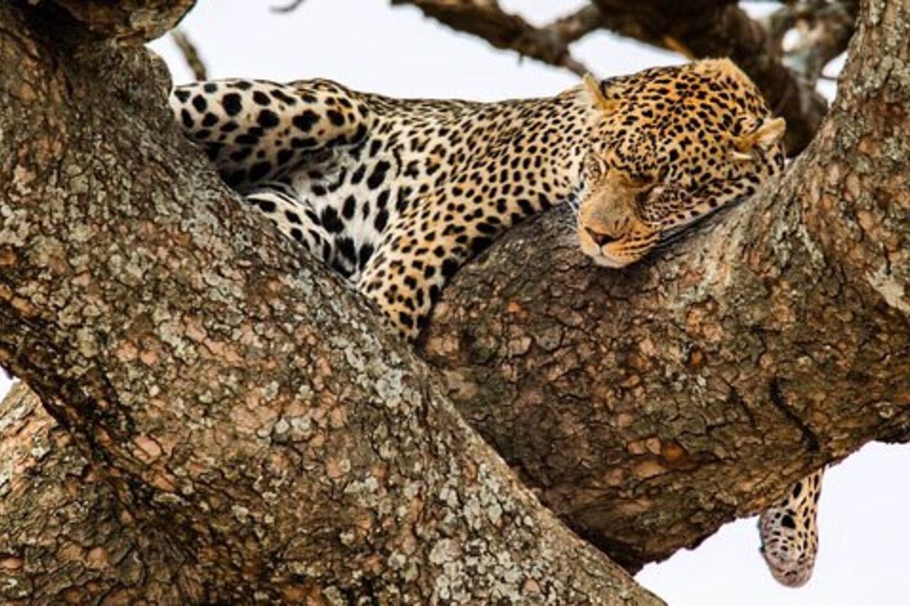 Tour privato di fascia media di 6 giorni ad Arusha con prelievo dall'aeroporto