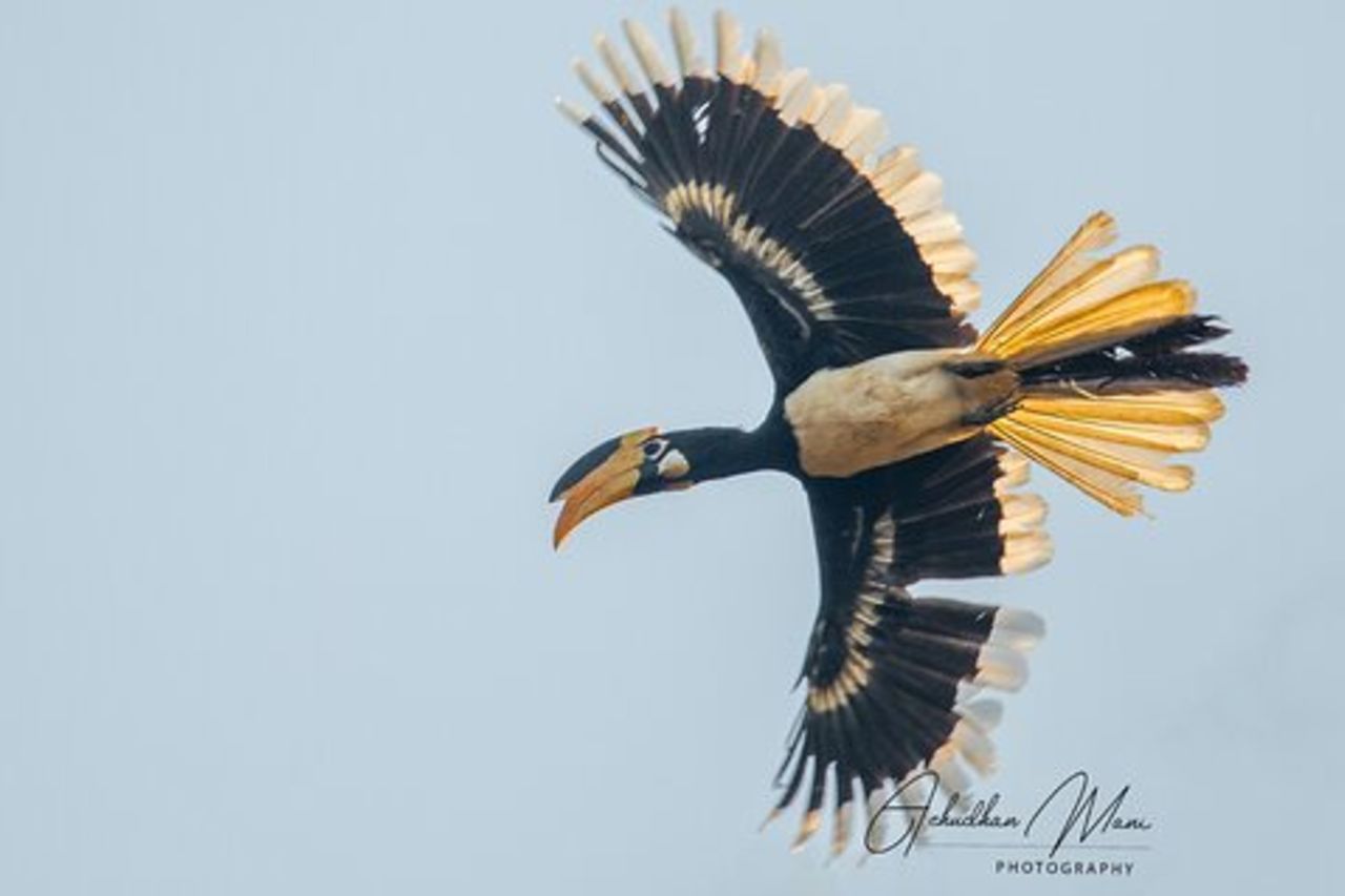 Birding @ Dandeli 2N3D