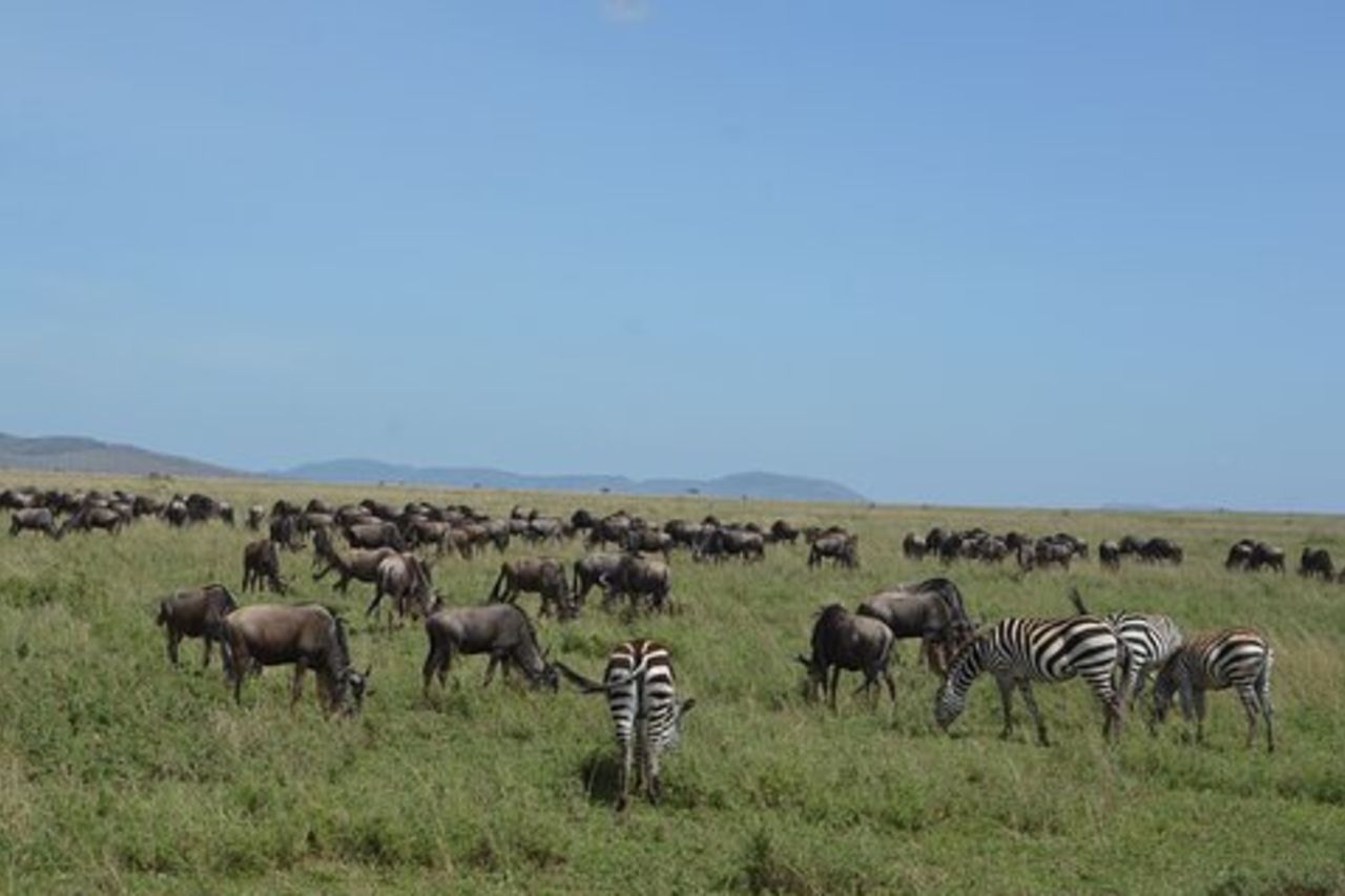 3 giorni Serengeti & Ngorongoro Group Camping Safari