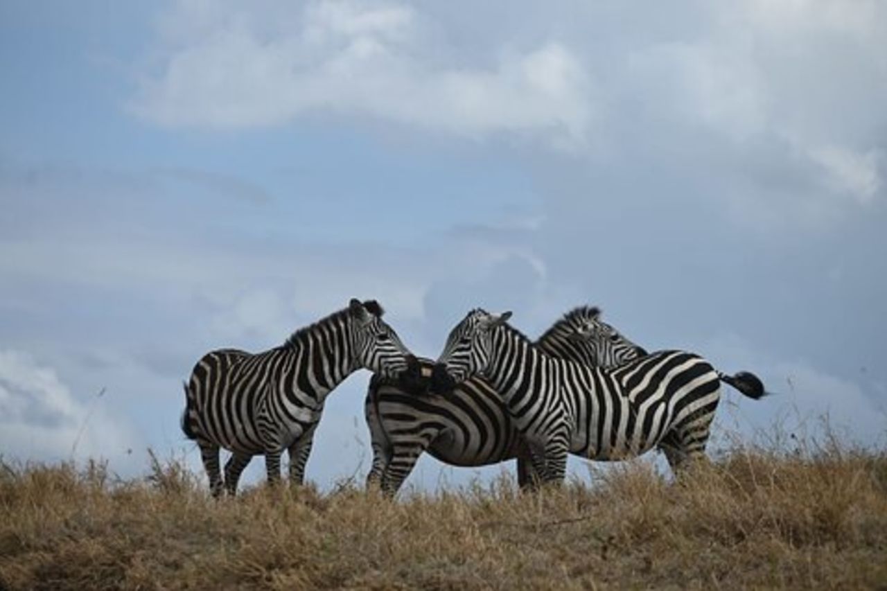 Safari in campeggio di gruppo di 4 giorni