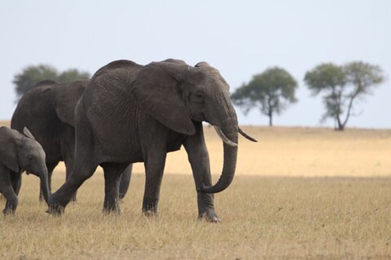 Safari in campeggio di gruppo di 5 giorni