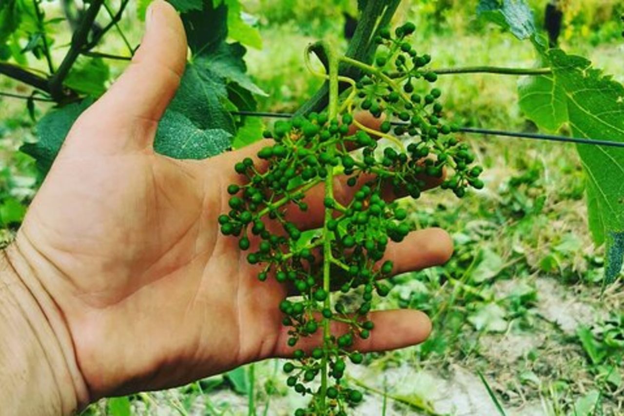 Barolo&Barbaresco Wine Experience con un Vignaiolo Locale / Torino