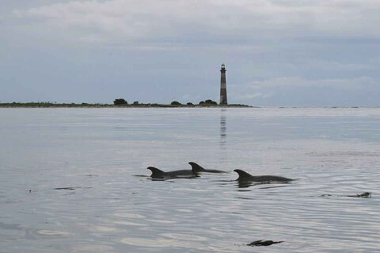 Crociera ecologica in barca a Charleston con sosta al faro di Morris Island