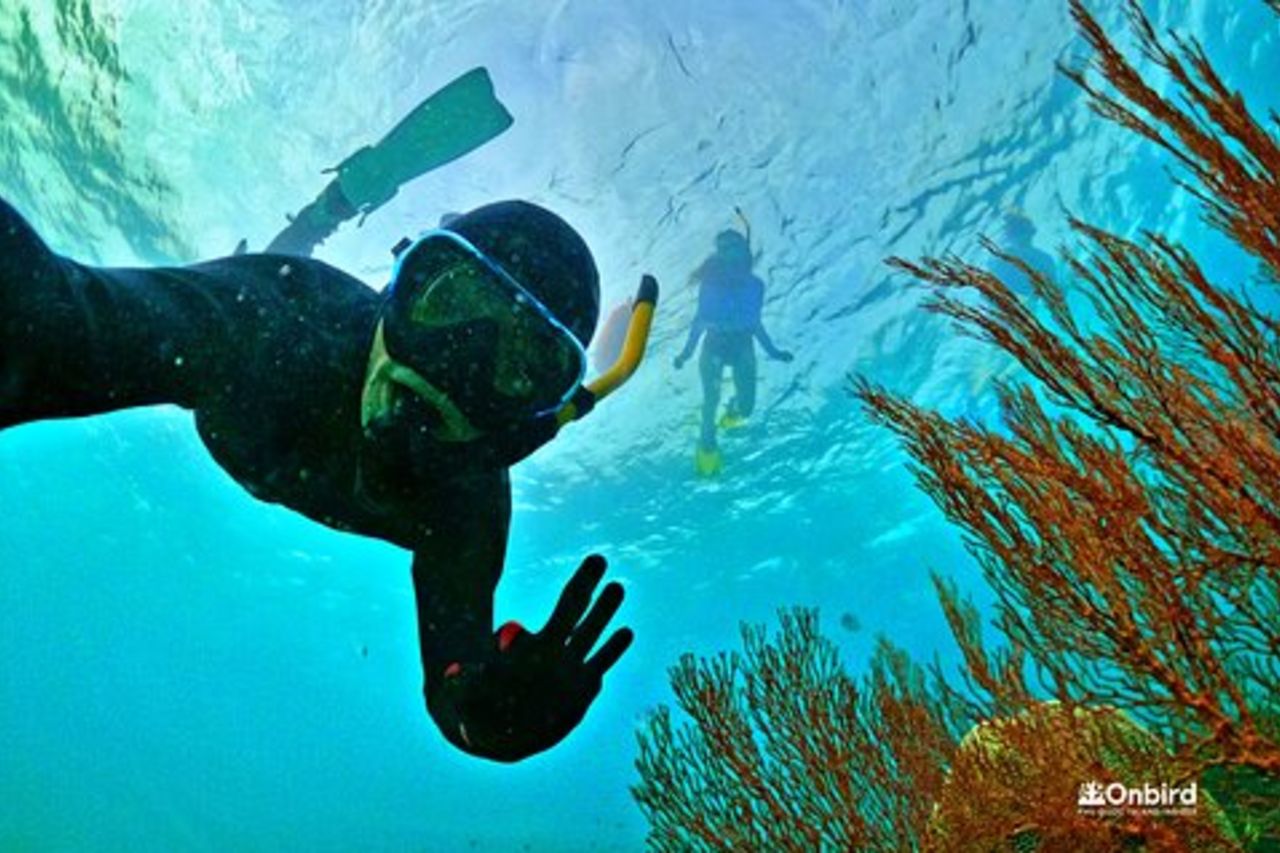 PRO-SNORKELING per esplorare la barriera corallina della giungla (MAX 10 PAX)