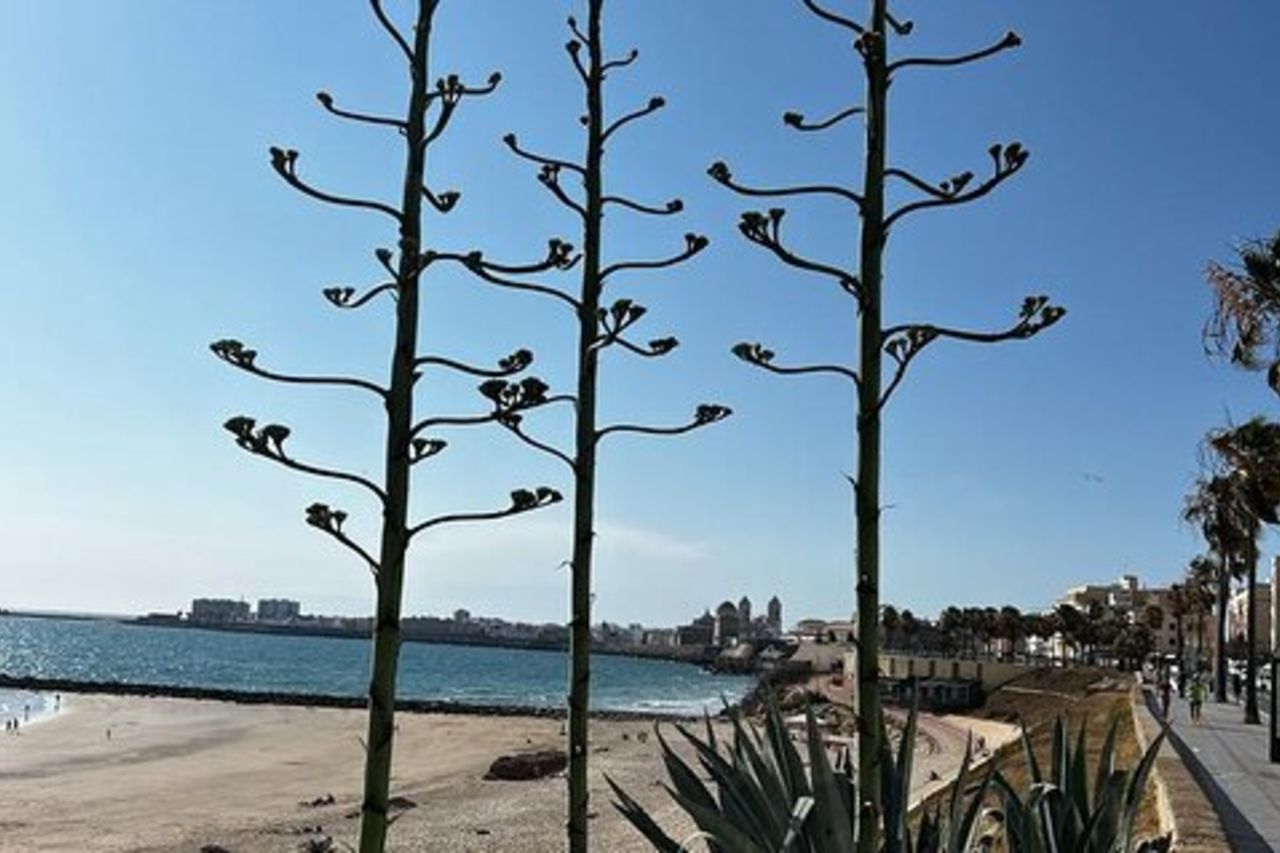 Tour privato Cadice: la città della luce