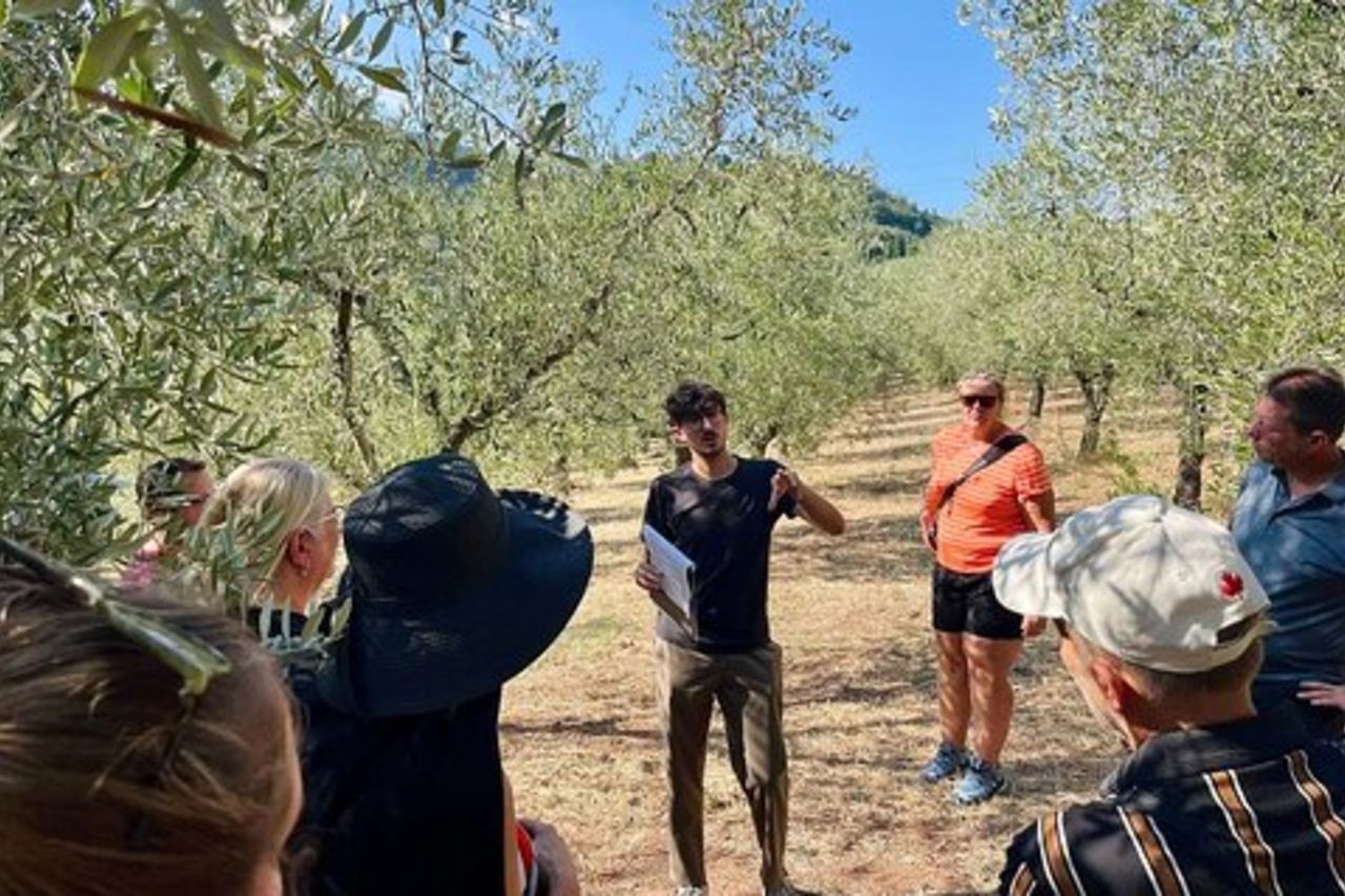 Visite guidate all'oliveto con degustazione degli oli.
