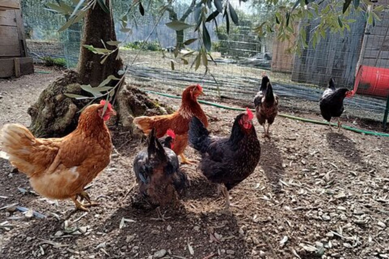 Tour gastronomico degli agricoltori locali di Varenna