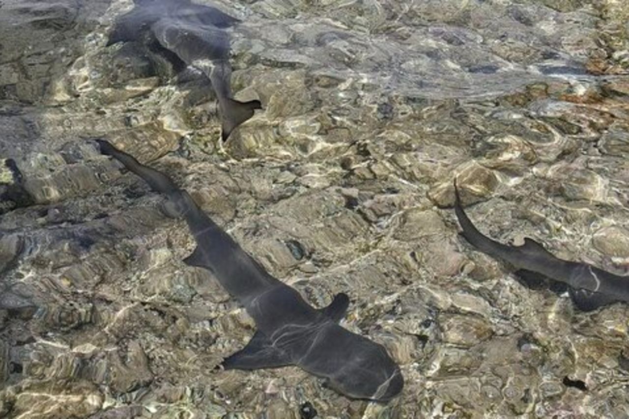 Visita a Shark Bay sull'isola di Sal