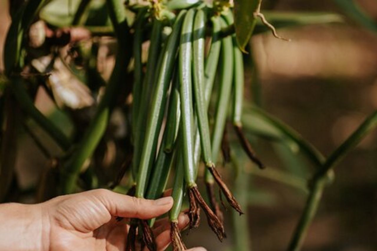 Villa Vaniglia: tour originale di vaniglia, cacao e spezie