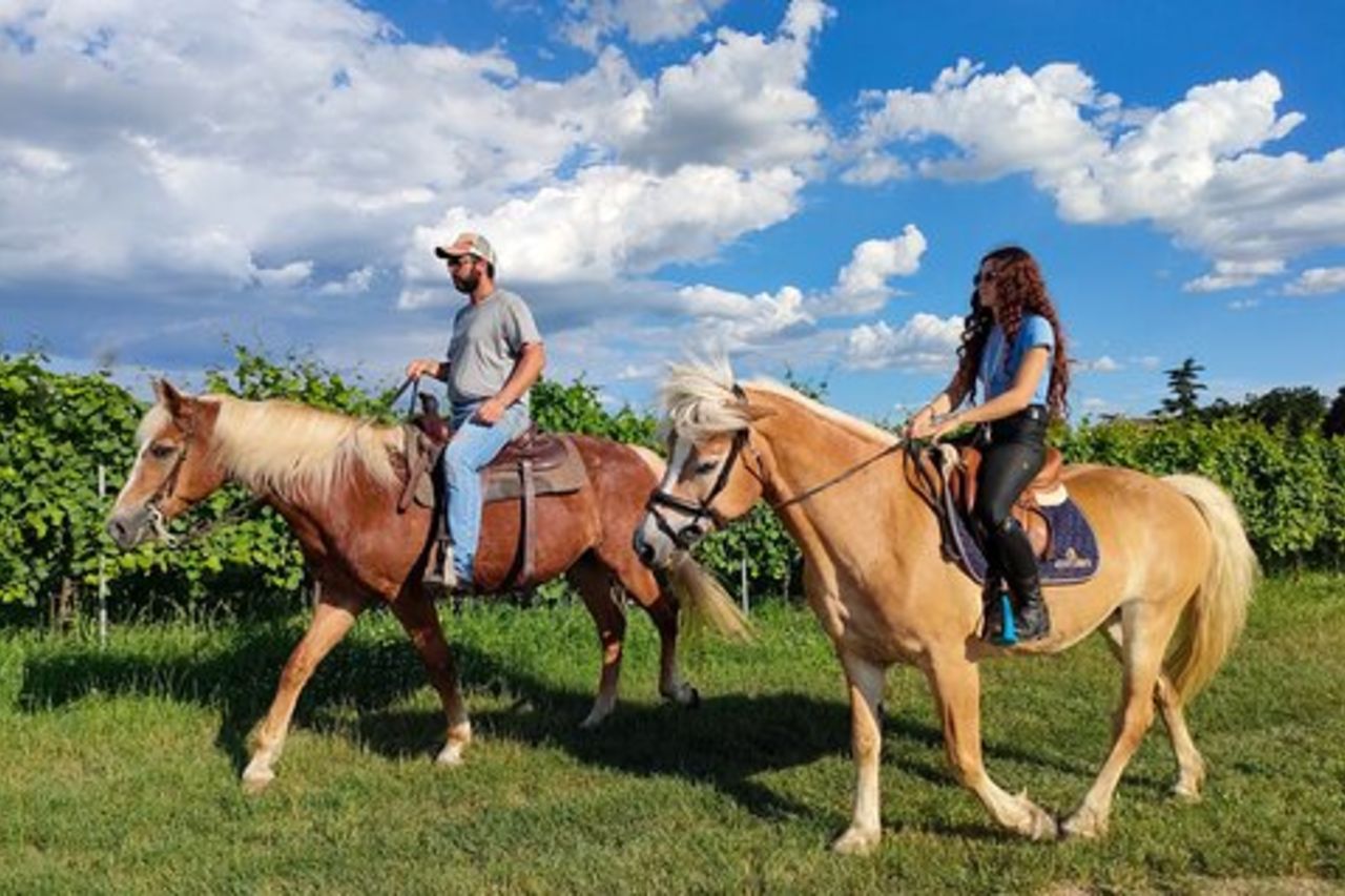 Passeggiate a cavallo con degustazione di vini nei vigneti del Lago di Garda