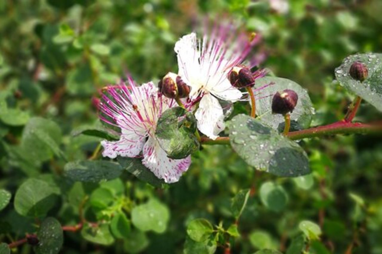 Tour Privato e guidato di Salina: Alla Scoperta dell'Isola Verde
