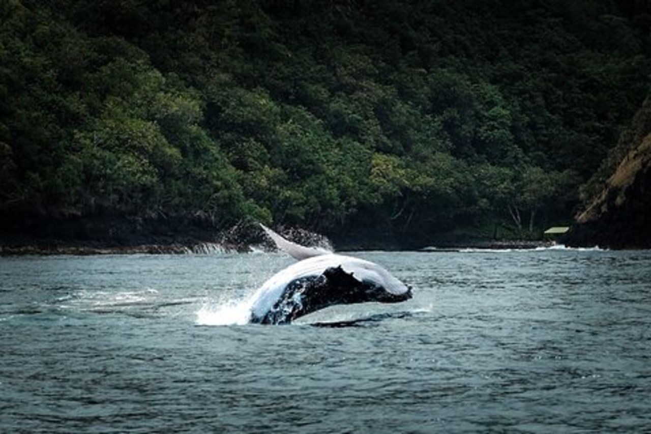 Avvistamento di balene di mezza giornata in un piccolo gruppo condiviso