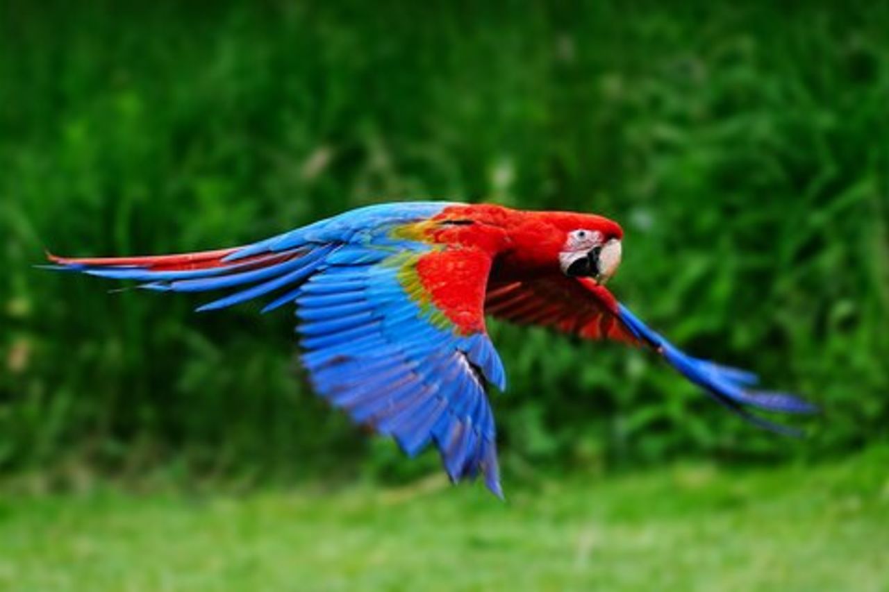 Campeggio nella giungla di 4 giorni da Iquitos