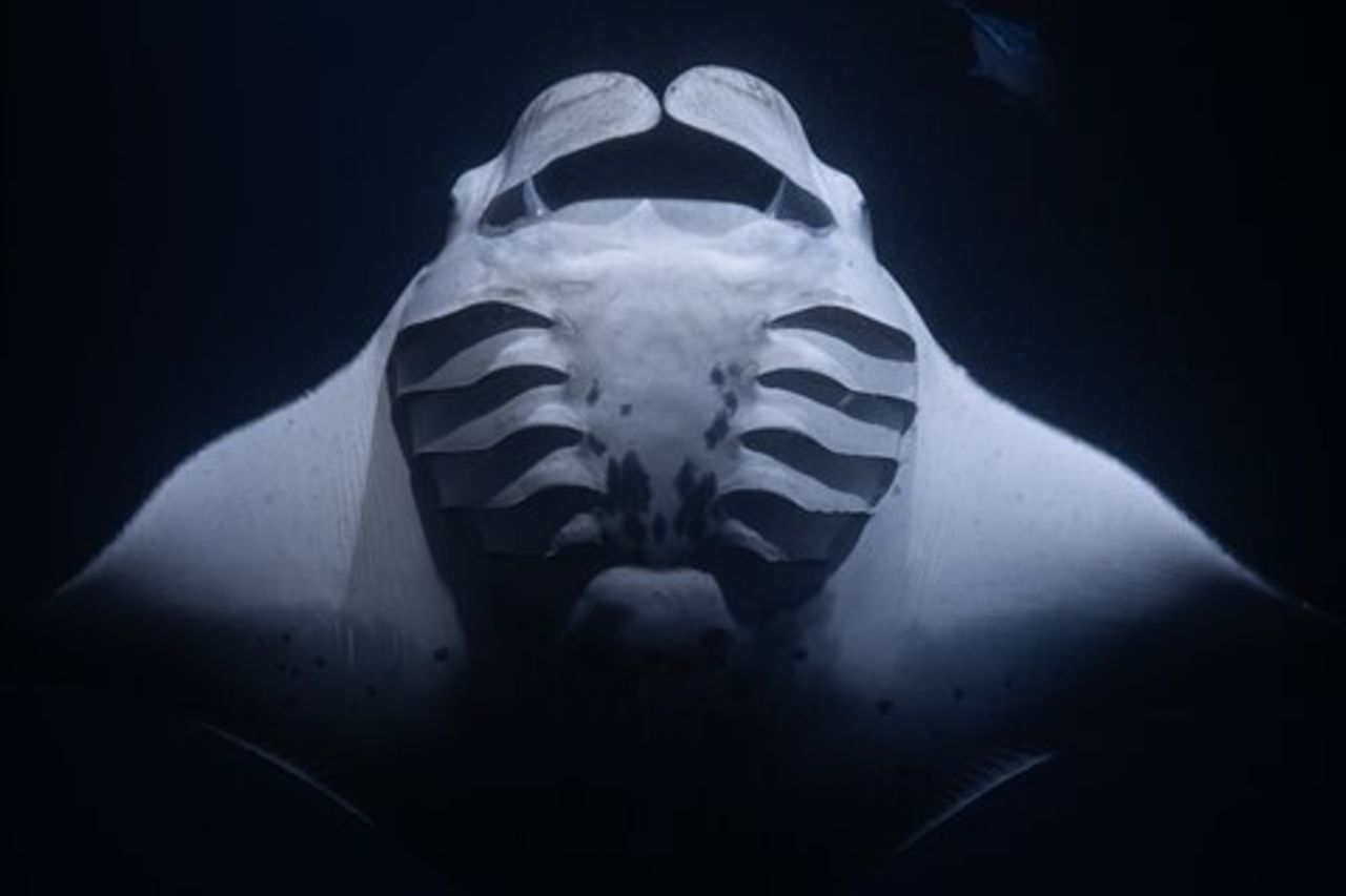 Night Manta Ray Snorkel