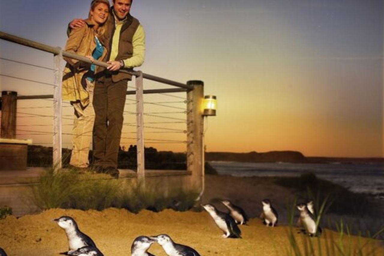 Tour ecologico pomeridiano di Phillip Island e Penguin Parade da Melbourne
