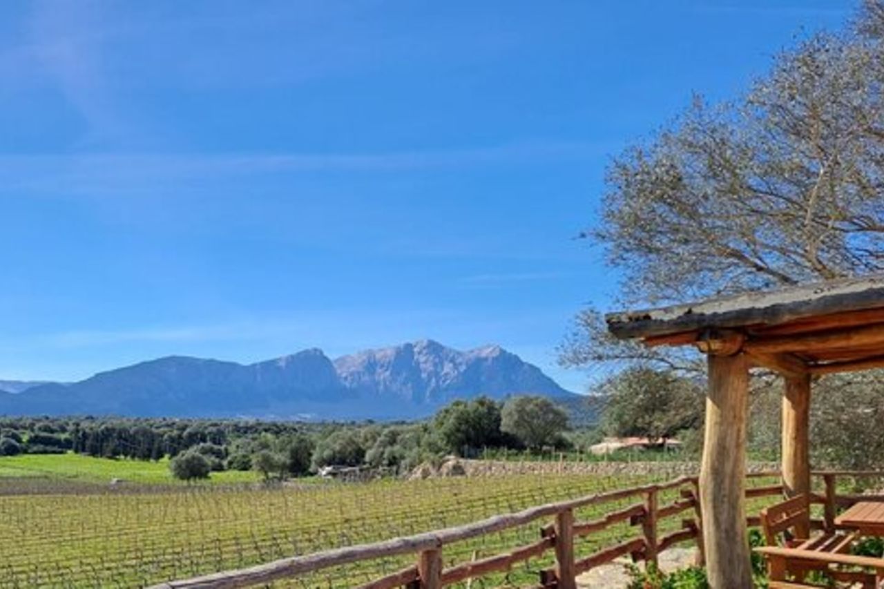 Visita di una cantina con degustazione a Dorgali