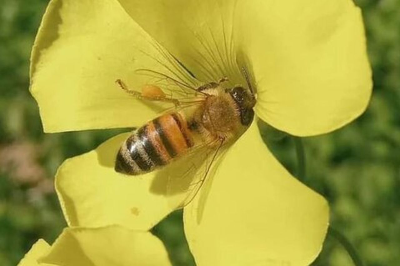 Bosa: scopri i prodotti dell'alveare