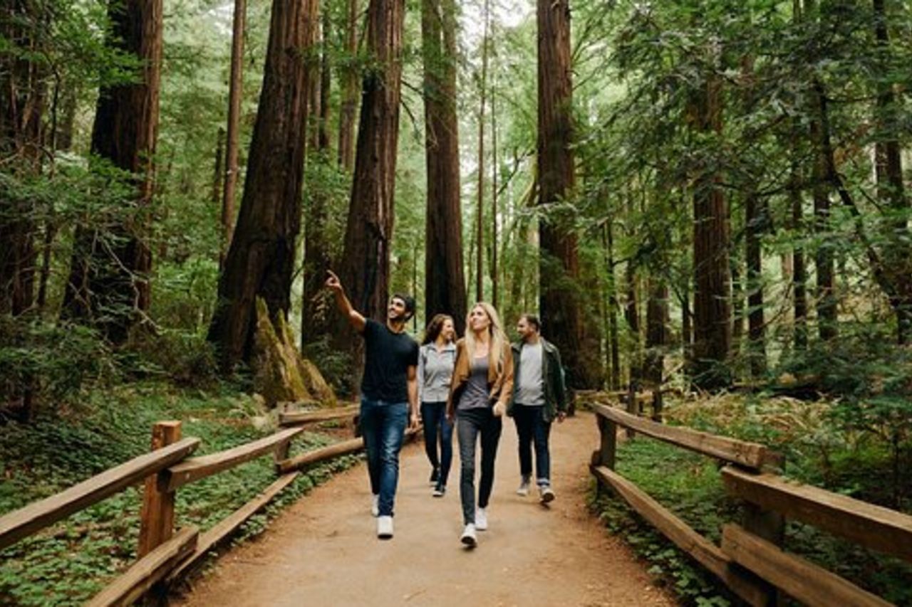 Tour della città di San Francisco, Muir Woods & Sausalito: mezza giornata o giornata intera