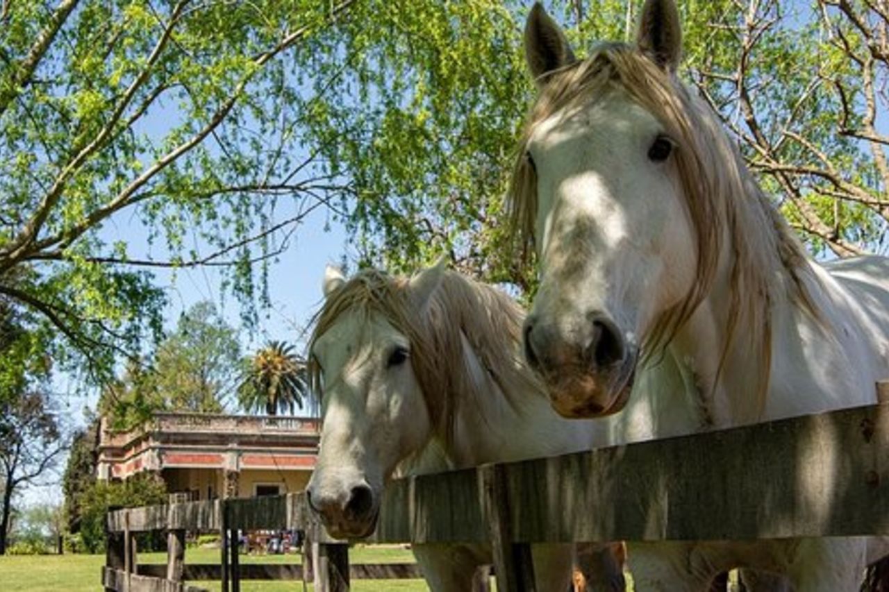 Giornata intera per piccoli gruppi Gaucho in una fattoria a Buenos Aires