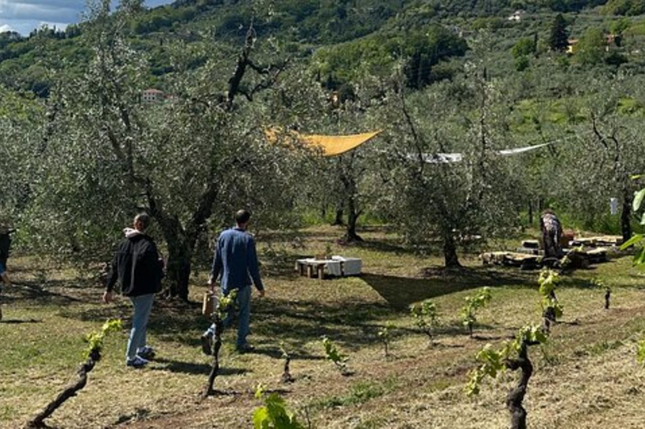 Picnic tra gli Ulivi e Degustazione di Olio e Sapori Locali