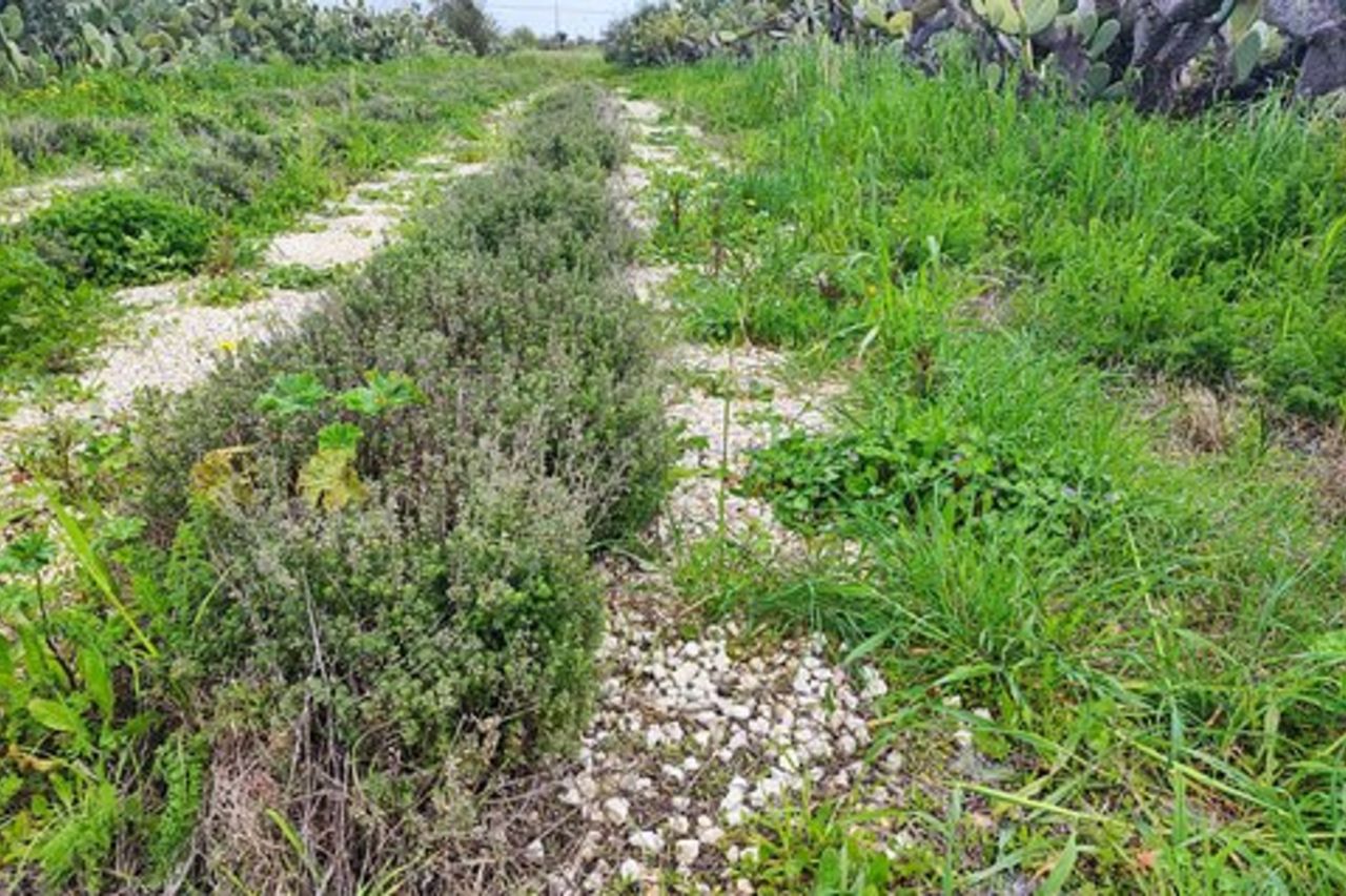 Laboratorio Botanico E Degustazione Di Amari Nepeta A Noto