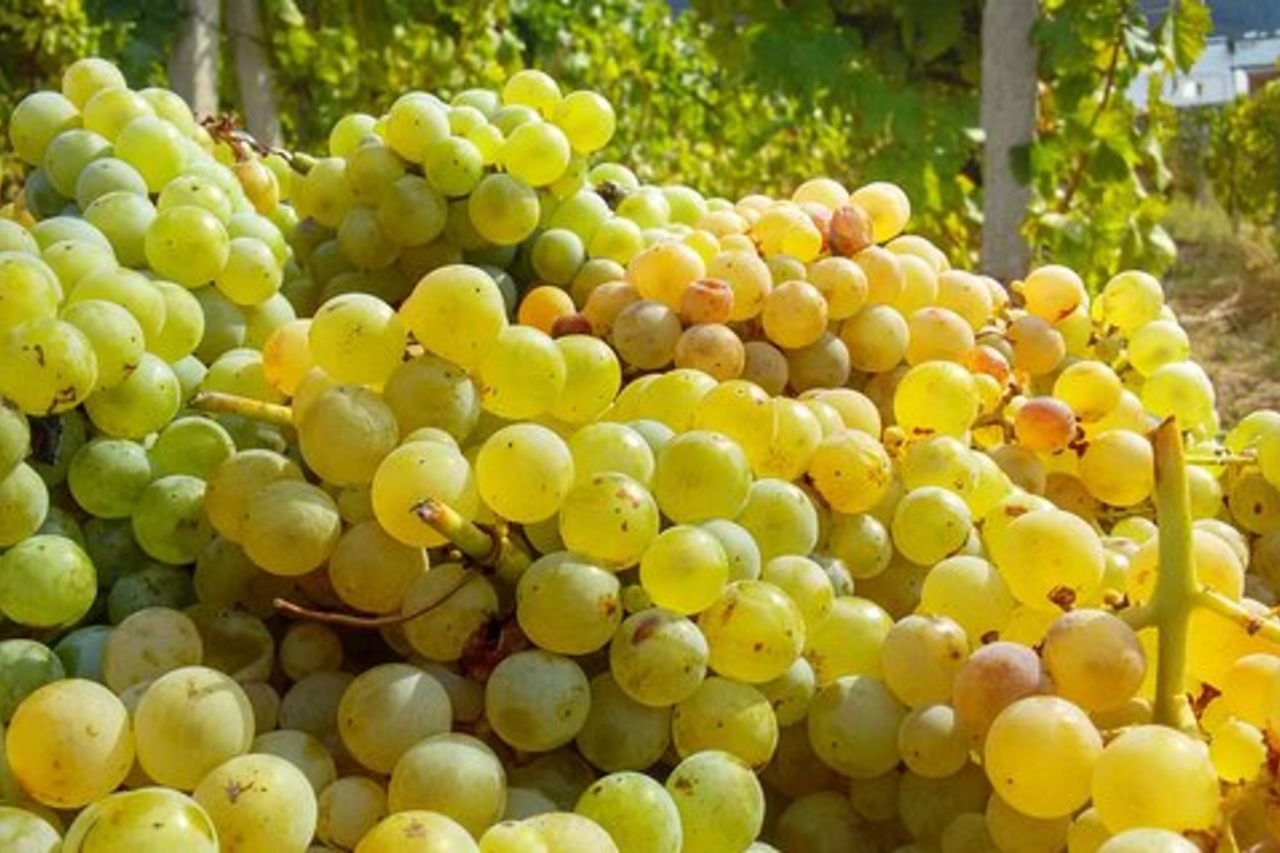Malvasia Experience: Degustazione di Vini Eoliani a Salina