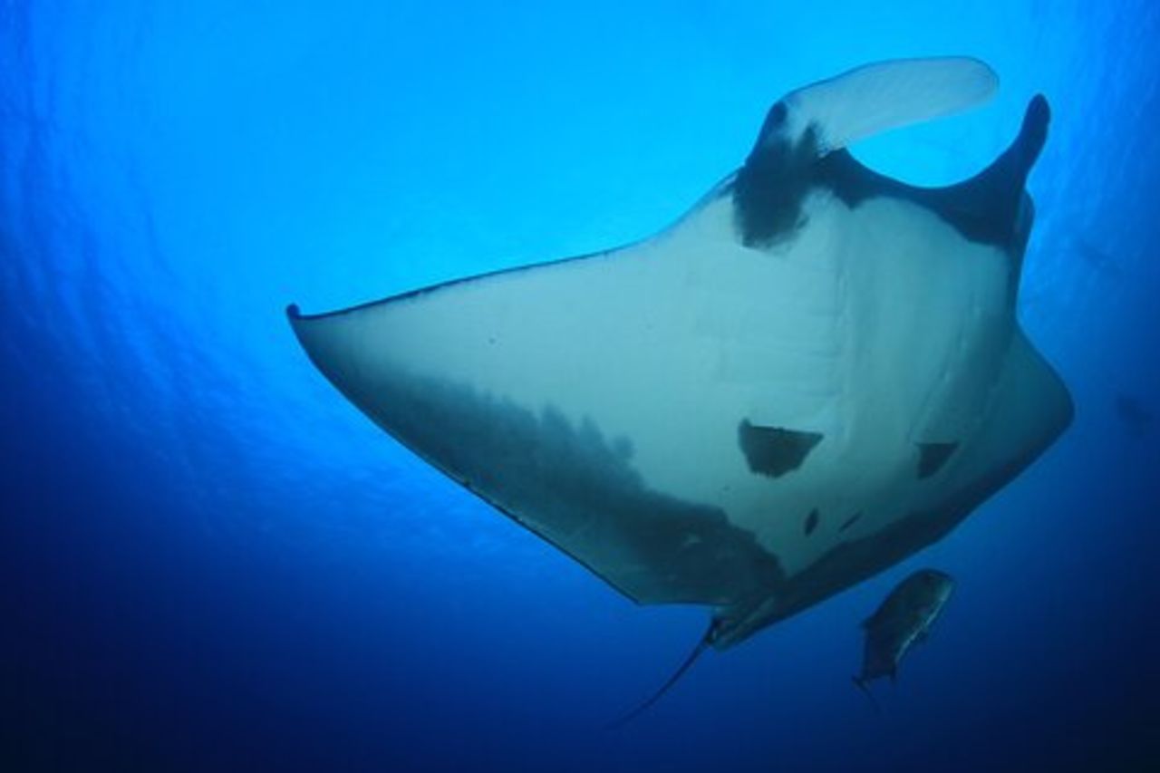 Manta Magic: Snorkeling notturno per piccoli gruppi a Kailua Kona