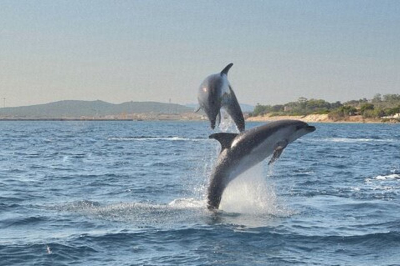 Tour Avvistamento Delfini con Snorkeling da Olbia