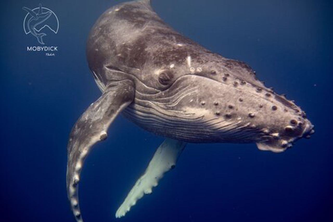Gita alle balene in una zona meno frequentata con Mobydick (Tahiti)