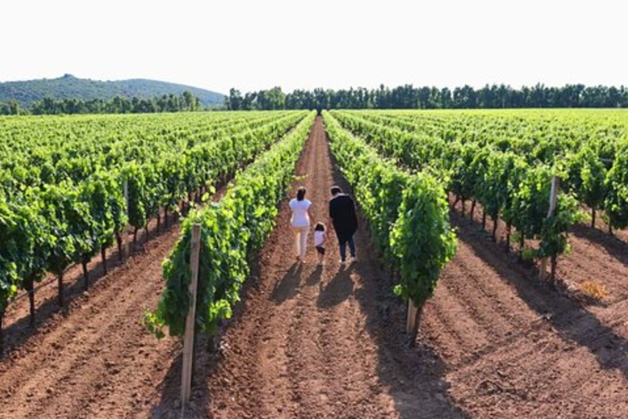 Alghero : visita guidata della cantina con degustazione di vini