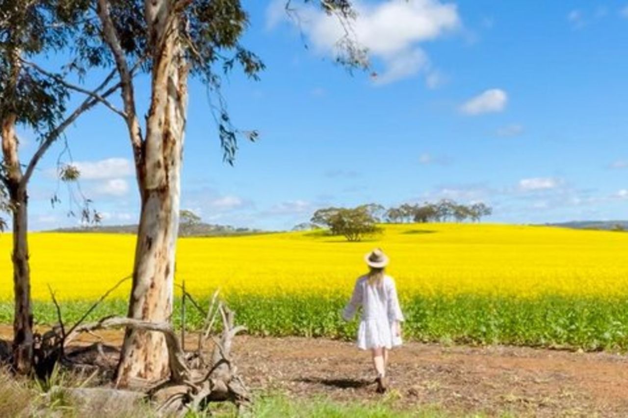 Fiori selvatici, campi di colza e tour storico di un giorno a New Norcia